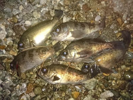 フロートリグのメバル